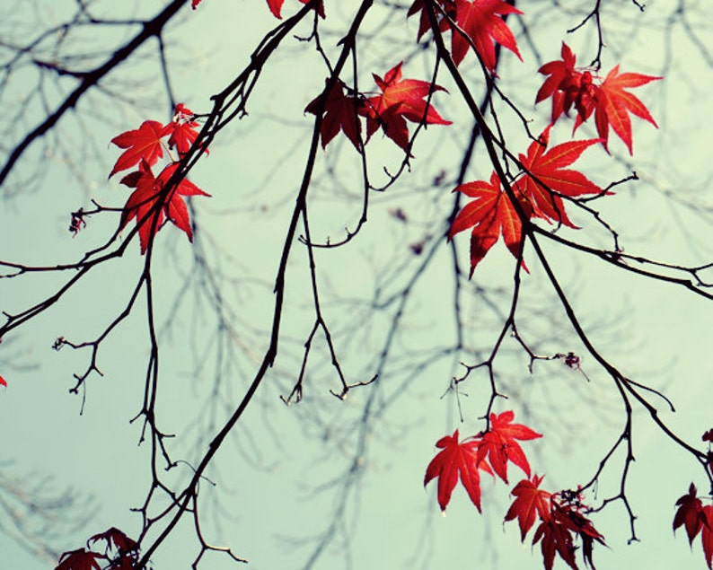 maroon red leaves pictures living room nature decor Mint and red gallery wall Maple tree branch art photography set 3 11x14 photo prints