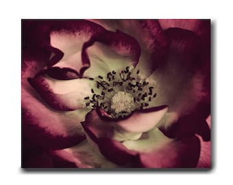 Flower artwork photography or canvas wall art burgundy and mint, dark red rose, modern art canvas wrap, living room wall art bedroom decor