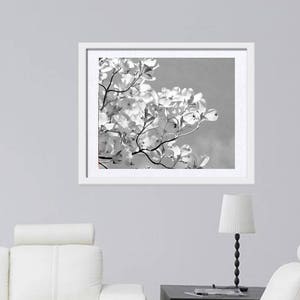 May include: Black and white photograph of a branch of dogwood blossoms against a gray sky.