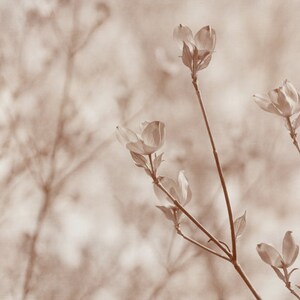 May include: A close-up of a branch with delicate white flowers in bloom. The flowers are soft and delicate, with a slightly blurred background.