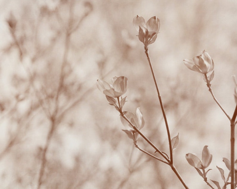 May include: A close-up of a branch with delicate white flowers in bloom. The flowers are soft and delicate, with a slightly blurred background.