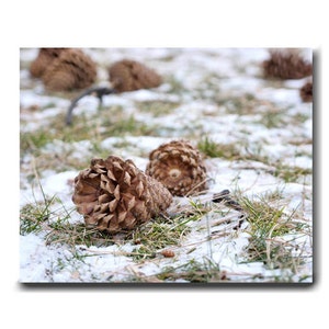 May include: Close-up of two brown pine cones lying on a bed of snow-covered grass.