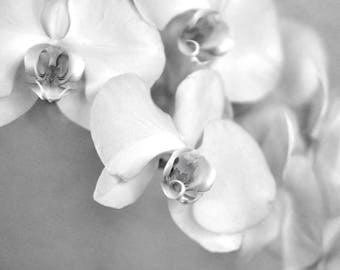 Flower black and white photography, grey and white wall art, large floral print, bathroom bedroom powder room girls decor, orchid picture