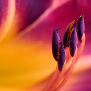 Flower artwork, floral art print or canvas, flower stamens minimal colorful wall art, yellow burgundy modern decor abstract, orange purple
