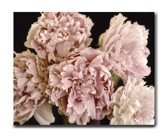 Shabby chic canvas or print floral wall decor, pale pink peony flower dark artwork, oversized extra large wall art, cottage bedroom decor
