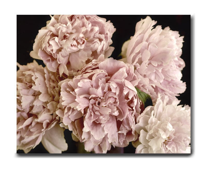 Shabby chic canvas or print floral wall decor, pale pink peony flower dark artwork, oversized extra large wall art, cottage bedroom decor image 1