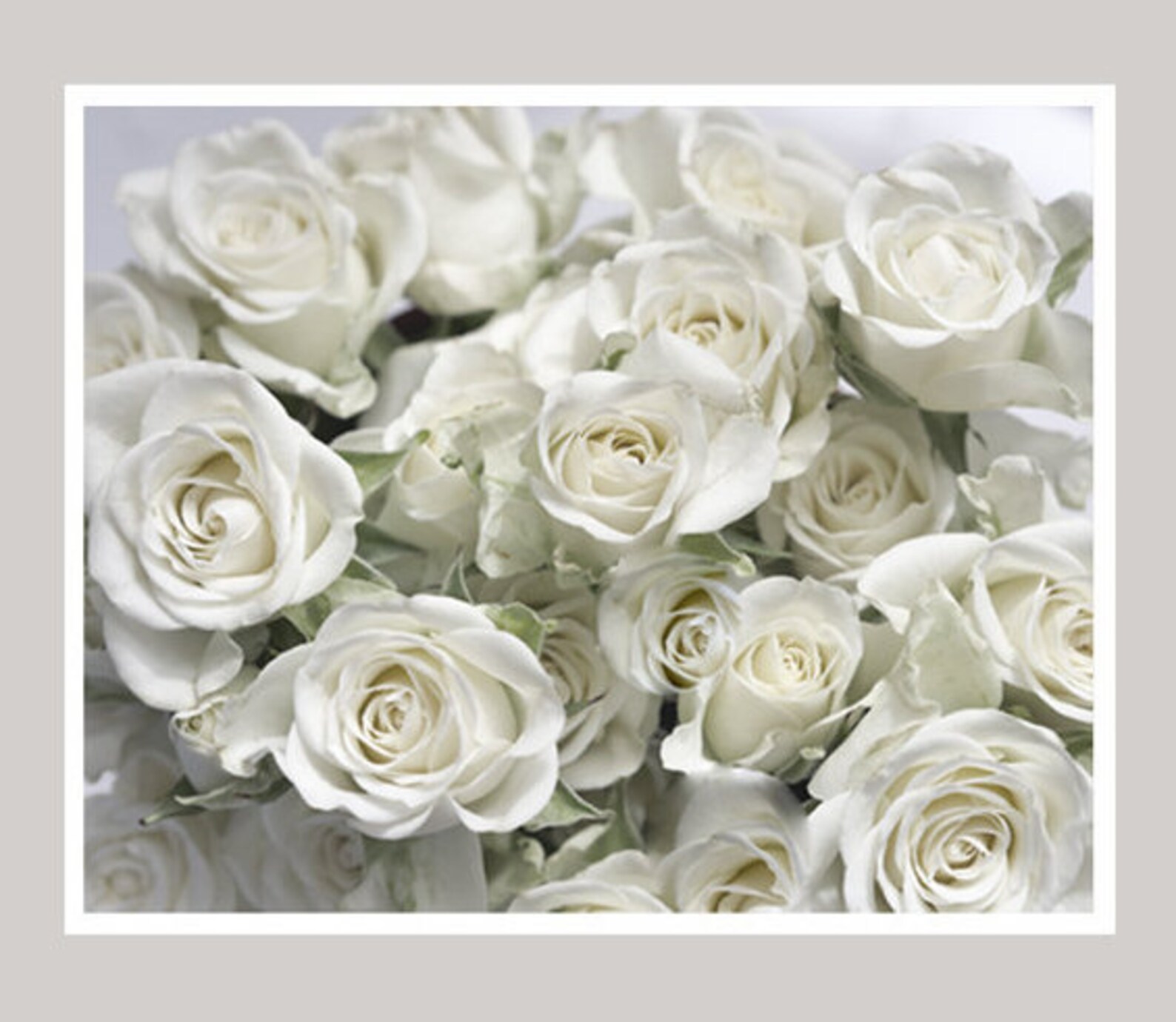 White Roses Photography, White Rose Print, Shabby Chic Wall Decor ...