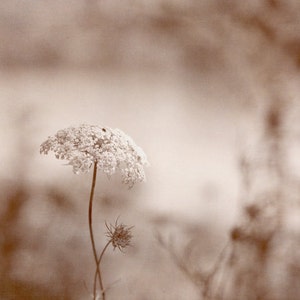 May include: A single, dried, white flower with a delicate, lacy texture stands tall against a blurred, sepia-toned background.