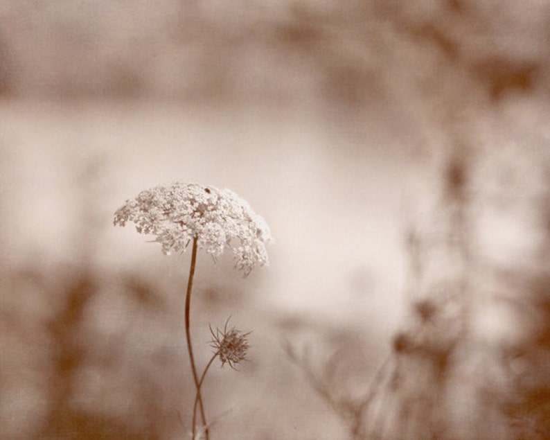 May include: A single, dried, white flower with a delicate, lacy texture stands tall against a blurred, sepia-toned background.