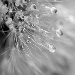 Bathroom wall art, black and white dandelion art print, powder room wall decor, grey bathroom artwork, bath picture 12x12, water rain drop