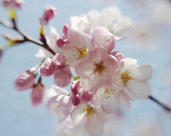 Sakura tree blossom, Japanese Cherry Blossom pink flower print wall art pastel nature art, white aqua pink floral baby girl room wall art