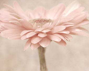 Daisy wall art, pastel pink gerbera flower photography print beige blush pink wall art shabby chic artwork girls bedroom bathroom wall decor