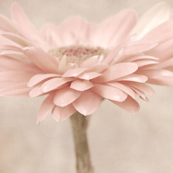 Daisy wall art, pastel pink gerbera flower photography print beige blush pink wall art shabby chic artwork girls bedroom bathroom wall decor