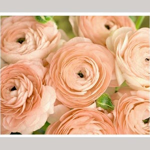 Op de afbeelding: Een boeket zachte perzikkleurige ranonkels. De bloemen zijn in een tros gerangschikt, met de bloemblaadjes die elkaar overlappen en een delicate, romantische uitstraling cre&euml;ren.