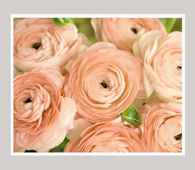 Op de afbeelding: Een boeket zachte perzikkleurige ranonkels. De bloemen zijn in een tros gerangschikt, met de bloemblaadjes die elkaar overlappen en een delicate, romantische uitstraling cre&euml;ren.