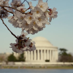 DC Cherry Blossom photography, Thomas Jefferson Memorial art print, large washington dc wall art, DC poster print, pastel, black and white image 1