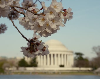 DC Cherry Blossom photography, Thomas Jefferson Memorial art print, large washington dc wall art, DC poster print, pastel, black and white