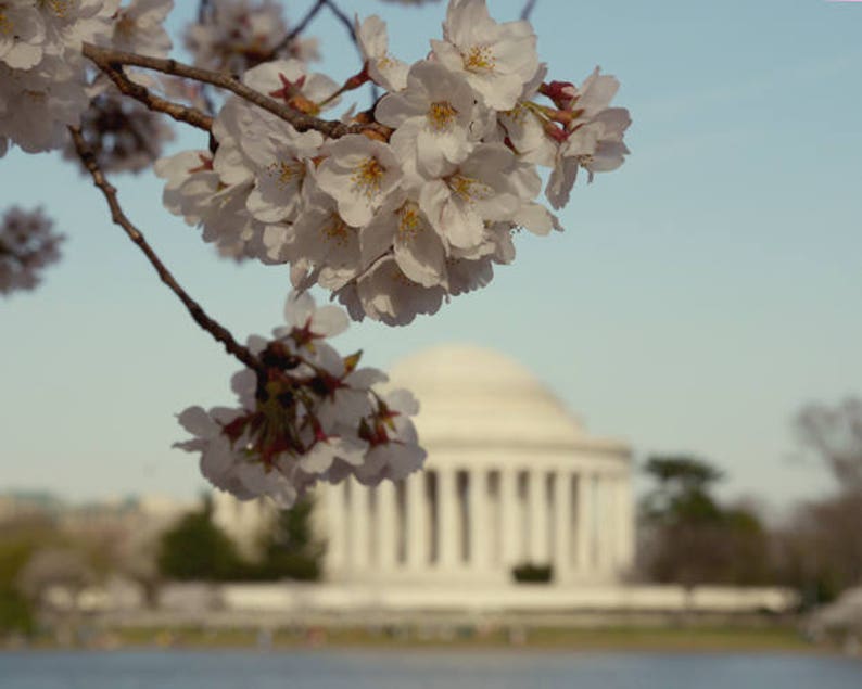 DC Cherry Blossom photography, Thomas Jefferson Memorial art print, large washington dc wall art, DC poster print, pastel, black and white image 1