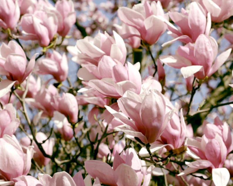 floral print Framed botanical print pink flower photography magnolia wall art framed photography framed wall art oversized wall decor