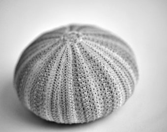 Seashell photo, black and white decor photography print 18x24, sea urchin picture, gray beach bathroom wall art, large artwork, still life