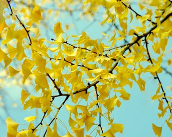 Ginkgo print, ginkgo biloba tree branch photography, botanical print 9x12, 20x20, yellow leaves picture, fall wall art, autumn decor, aqua