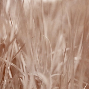 May include: A close-up of a field of tall, thin, light brown grass.