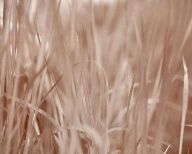 May include: A close-up of a field of tall, thin, light brown grass.