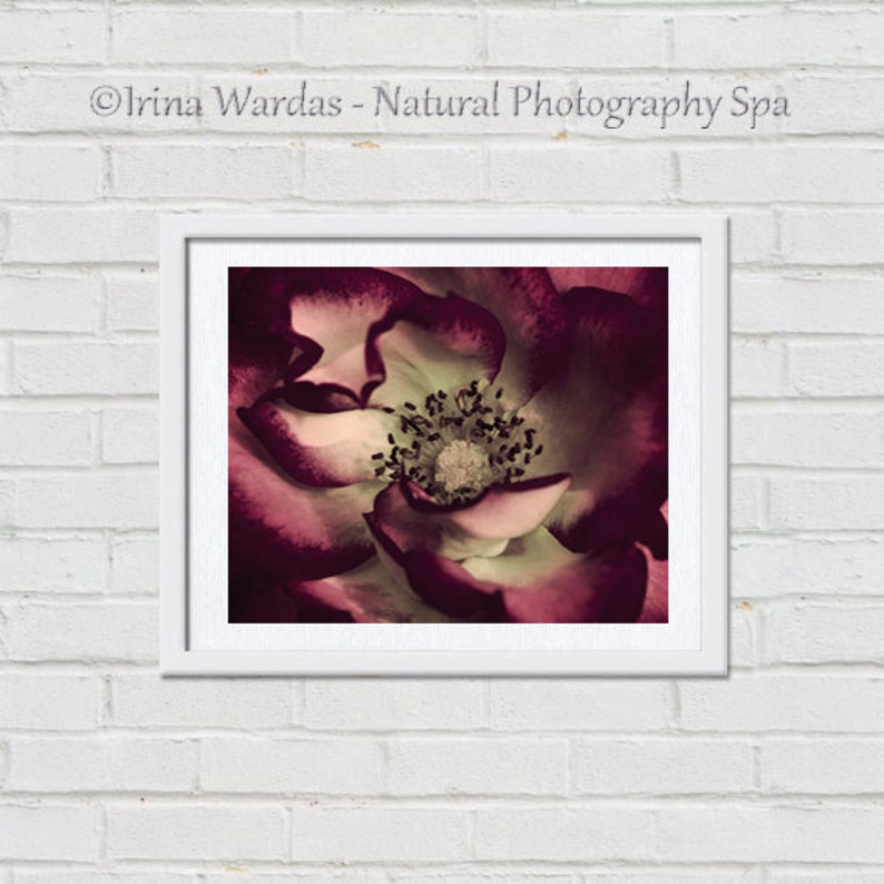 Fine art photography burgundy red flower artwork rose stamens picture, mint dark red large floral print, purple living room bedroom wall art image 2