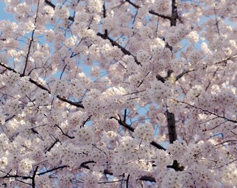 DC Cherry blossom print, Japanese sakura tree branches, nature photography print 12x12, 24x30 large floral wall decor, bedroom wall art