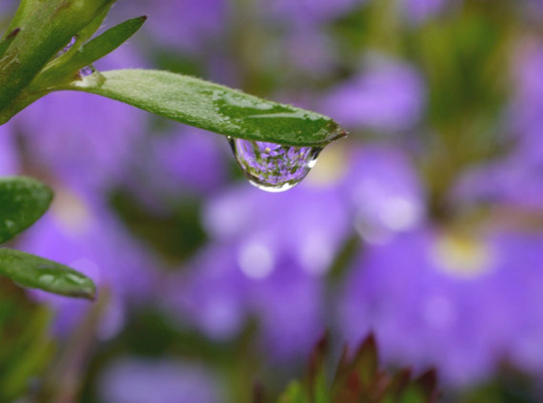 Bathroom Wall Art Purple Wall Decor Water Drop Macro Etsy