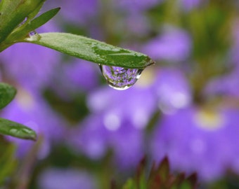 Bathroom wall art, purple wall decor, water drop macro photography, purple bathroom powder room bedroom floral artwork 12x12, 11x14, green