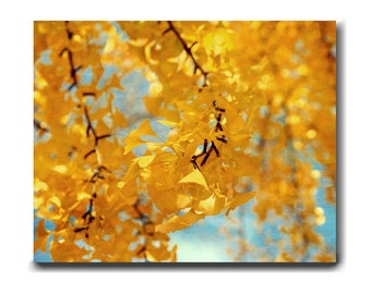 Ginkgo print, ginko biloba tree branch photography, extra large photo, canas, aluminum, gold yellow leaves, fall wall art autumn decor, aqua