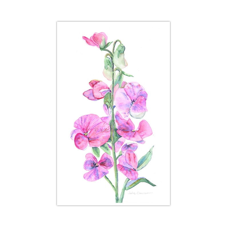 Sweetie Pie Reproduction of watercolor Sweet Pea flowers, alive with pinks and purples image 1