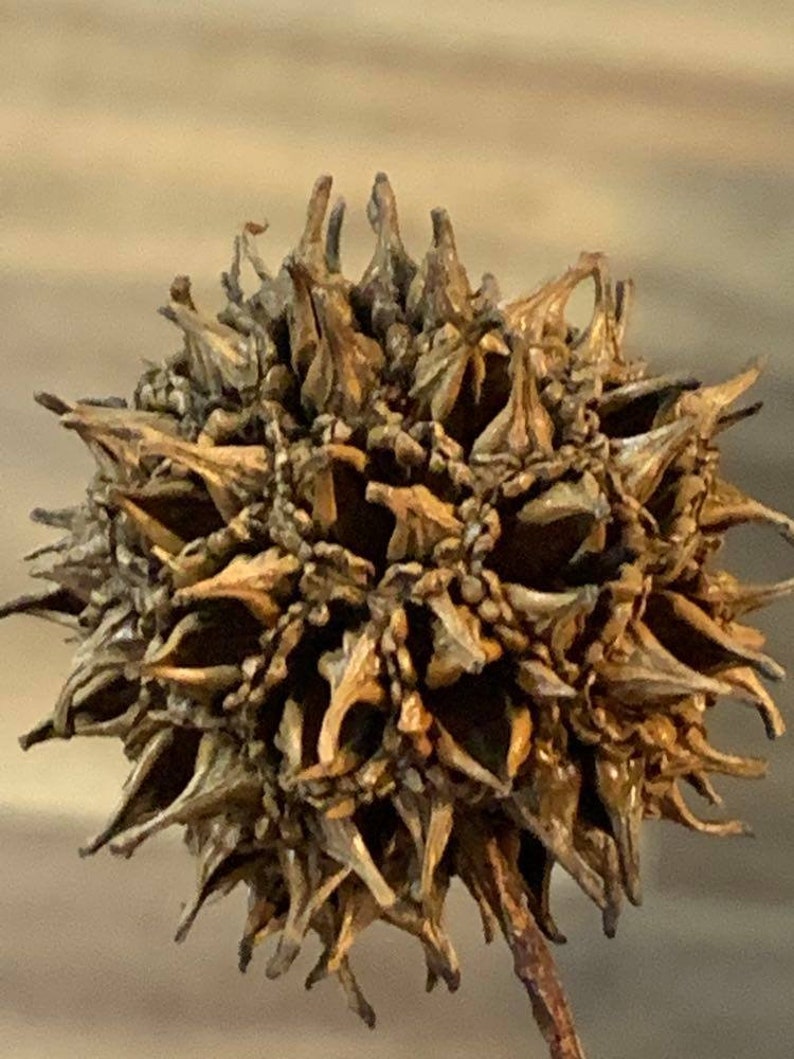 50 Sweet Gum Tree Balls Etsy