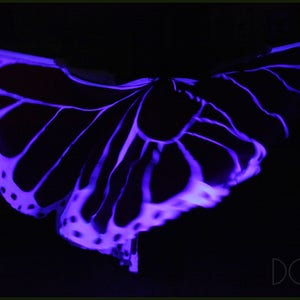 Hand-painted silk wings glowing in UV light. Belly dance wings costume made to order