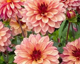 Creme De Cognac Decorative Dahlia | Size 1 Clump Tuber | Peach, Copper, Red Blooms | Gift Packaged with Planting Guide | The Bloom Terrace