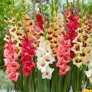 Pack of 5 Bambino Gladiolus - Dwarf Gladiolus Mix - 12/14cm Corm Bulbs + Nicely Packaged with Planting Instructions, Flowers, Great Gifts