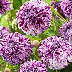 May include: A set of three ceramic mugs with a speckled, matte finish. The mugs are in shades of cream, light gray, and dark gray. Each mug has a simple, minimalist design, perfect for coffee or tea.