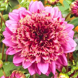 May include: A close-up of a vibrant pink dahlia flower with a complex, layered petal structure. The center of the flower is a deep burgundy, transitioning to a lighter pink towards the outer petals. Yellow tips accent the inner petals.