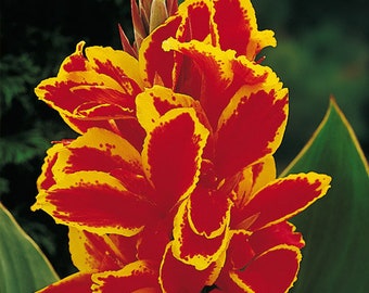 Red and Yellow ‘Lucifer’ Dwarf Canna Lily Size # 1 Bulb + Nicely Packaged with Planting Instructions. Size 1 for Frequent Blooms Great Gifts