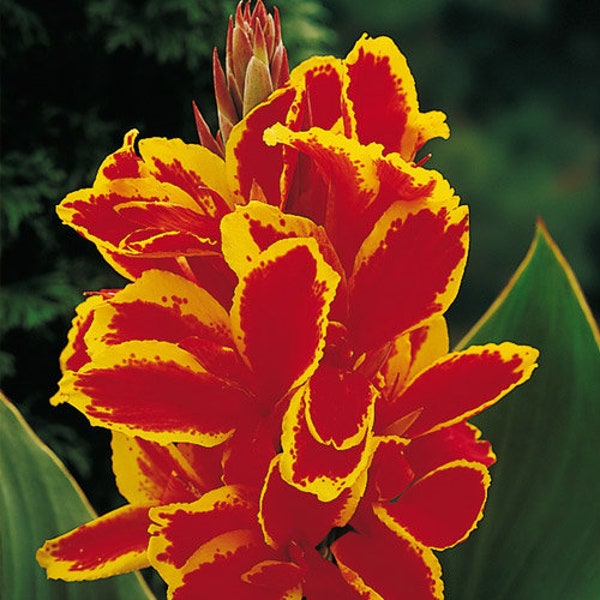 Red and Yellow ‘Lucifer’ Dwarf Canna Lily Size # 1 Bulb + Nicely Packaged with Planting Instructions. Size 1 for Frequent Blooms Great Gifts