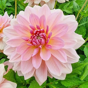 May include: Close-up of a fully bloomed pink dahlia flower with multiple layers of petals. The center of the flower is a darker pink with yellow accents. Green leaves surround the flower.