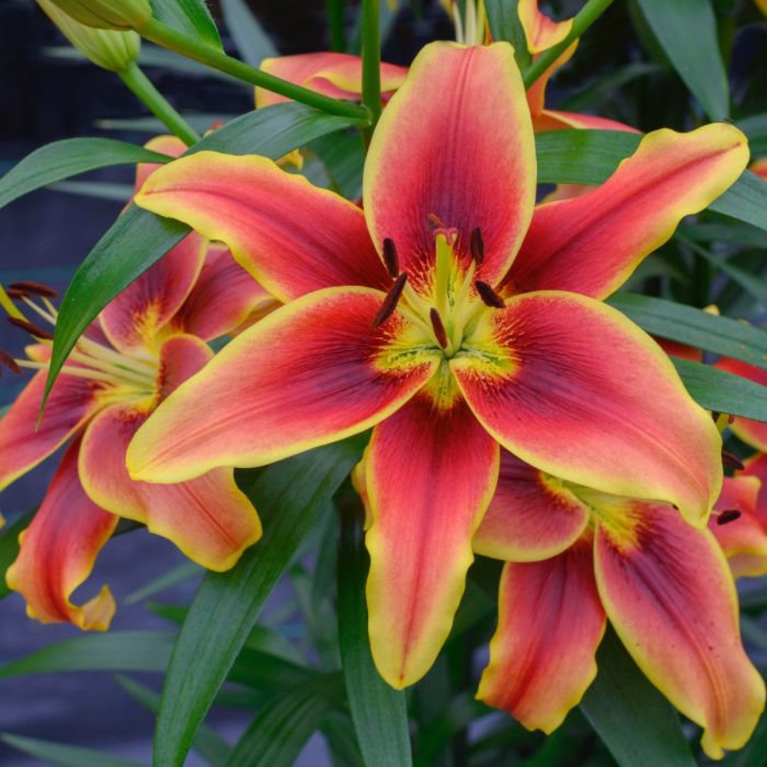 Avalon Sunset Asiatic Lily Bulb, 16/18cm, Nicely Packaged Planting ...
