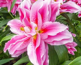 Roselily 'Ciara' Lily Bulb Size 14/16cm | Pink & White | Nicely Packaged with Planting Instructions, Fragrant Flowers, Great Gift