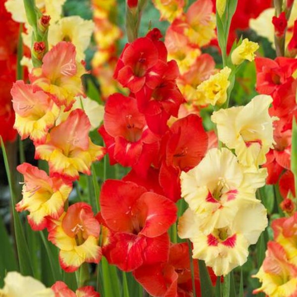 Gladiolus Large Flowering 'Hot n' Spicy Mixture' 16/18cm Bulbs + Nicely Packaged with Planting Instructions, Large Flowers, Great Gifts