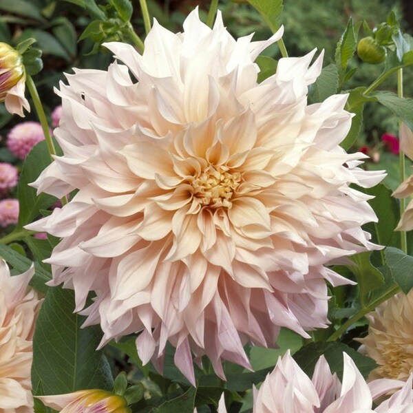 Size # 1 Clump Creamy White ‘Café au Lait’ Dinnerplate Dahlia Flower Tuber - Nicely Packaged with Planting instructions, Large Flowers