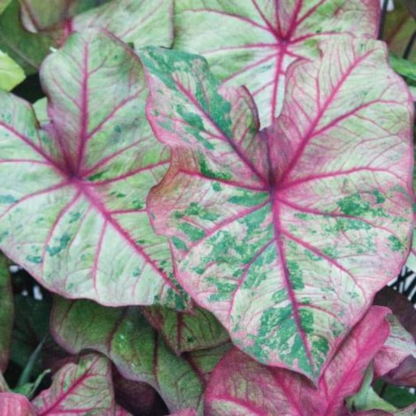 Caladium Autumn Beauty, bulbo tamaño n.° 1 / Hojas con venas verdes y rojas / Empaquetado para regalo con guía de plantación / The Bloom Terrace