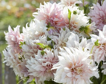 Cafe au Lait Dahlia Dinnerplate Clump | Size # 1 Clump Tuber | Creamy White | Nicely Packaged w/Planting instructions, Large Flowers