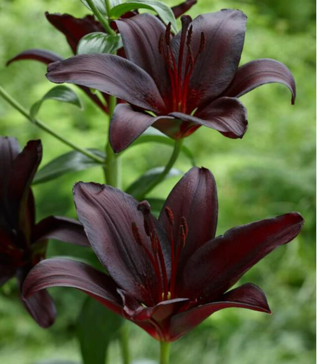 Wave Rider Lily Night Rider Lily Bulb | Dark Red/purple Size 14/16cm | Nicely Packaged ...