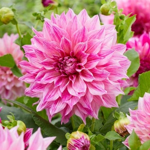 May include: Close-up of a vibrant pink dahlia flower in full bloom, surrounded by green leaves and buds. The petals display a gradient of pink hues, with a lighter shade towards the center. The flower's intricate layers create a visually appealing floral arrangement.